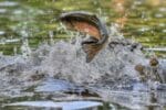 rainbow trout in river