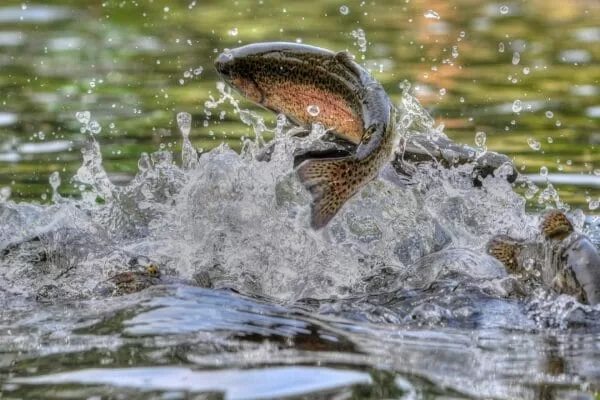 rainbow trout in river