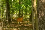 Doe standing in West Virginia forest