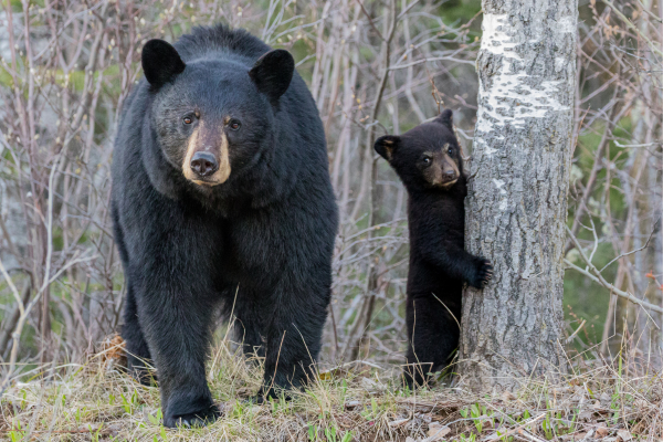 Mama black bear with cub