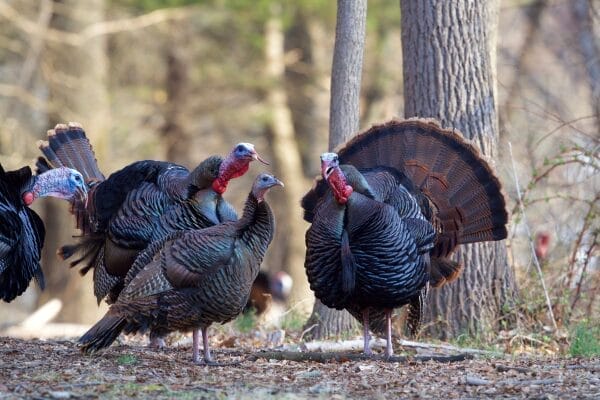 Turkeys in the forest