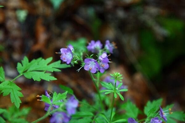 Spring flowers in West Virginia forest