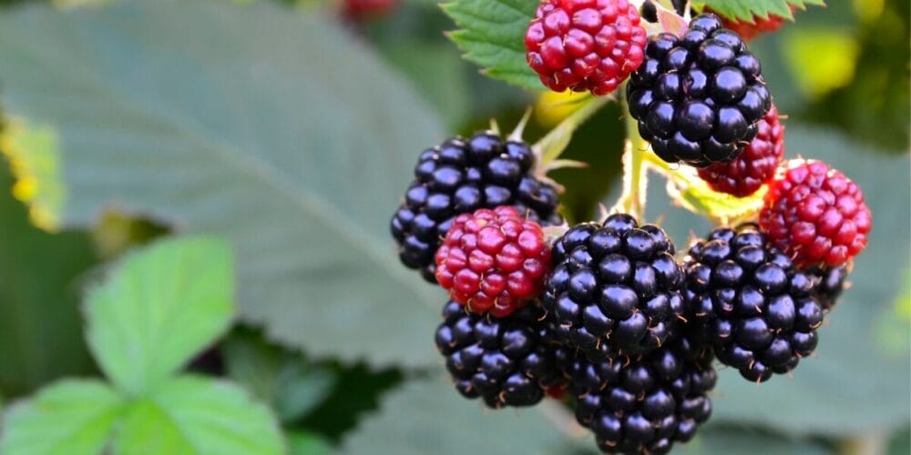 blackberries