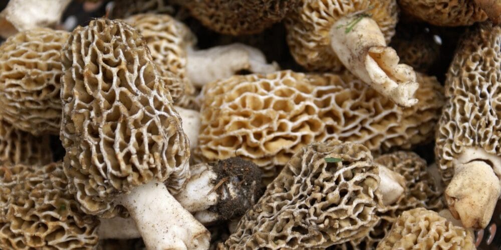 morel mushrooms