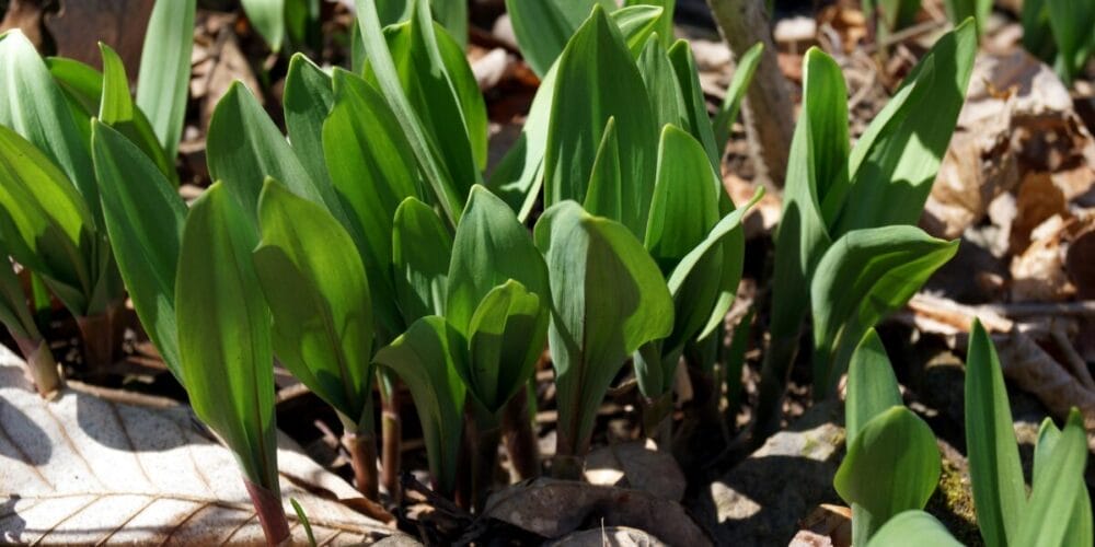 ramp leaves